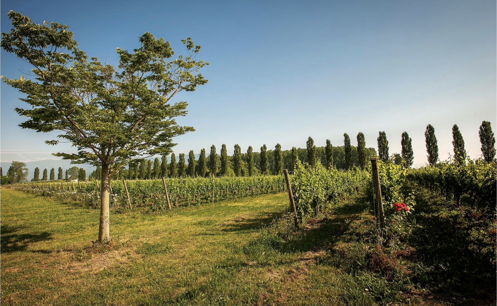 Veduta dell’Azienda agricola Vistorta (foto ufficio stampa)