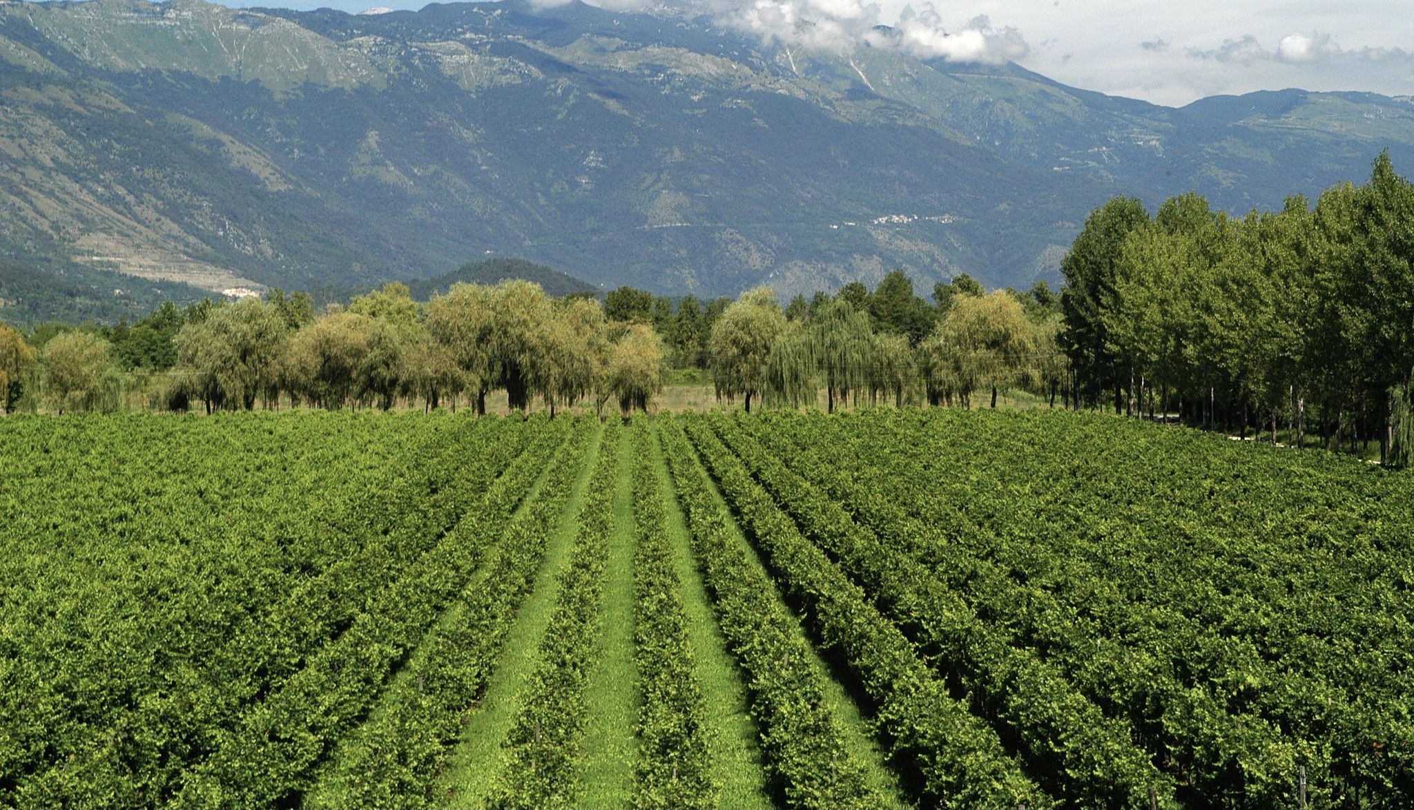 Veduta dell’Azienda agricola Vistorta (foto ufficio stampa)